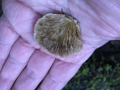 Lentinellus montanus