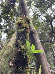 Telipogon latifolius