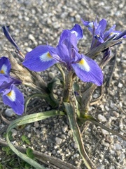 Moraea sisyrinchium