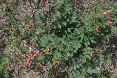 Acmispon grandiflorus