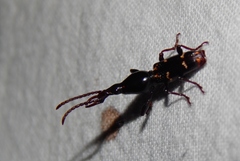 Orfilaia vulsellata