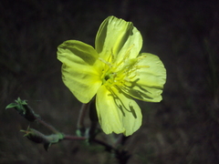 Oenothera pubescens