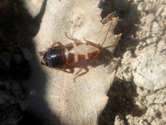 Loboptera