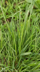 Poa bulbosa