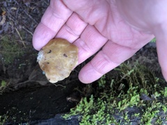 Lentinellus montanus