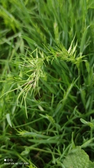 Poa bulbosa
