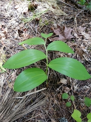 Maianthemum
