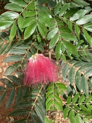 Calliandra surinamensis