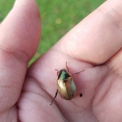 Callistethus