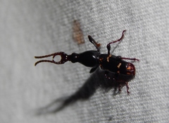 Orfilaia vulsellata