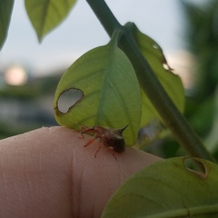 Odontopus nigrispinis