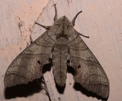 Marumba dyras