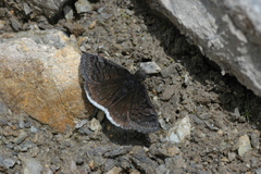 Erynnis brizo muelleri