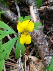 Viola sheltonii