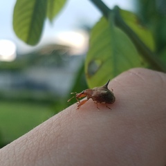 Odontopus nigrispinis