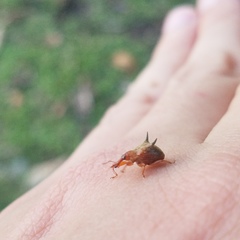 Odontopus nigrispinis