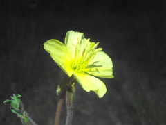 Oenothera pubescens
