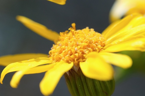 Image of Packera ganderi by (c) Madeleine Claire, some rights reserved (CC BY)