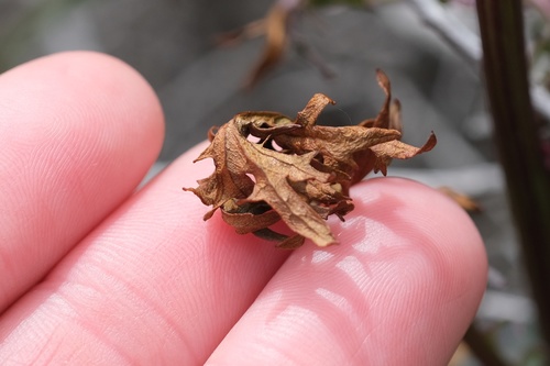 Image of Packera ganderi by (c) Madeleine Claire, some rights reserved (CC BY)