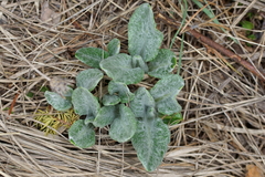 Salvia argentea