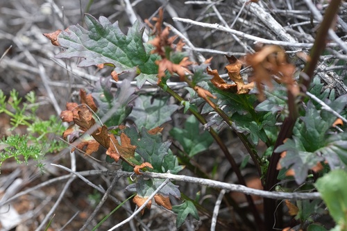 Image of Packera ganderi by (c) Madeleine Claire, some rights reserved (CC BY)