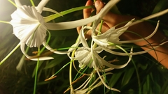Hymenocallis speciosa