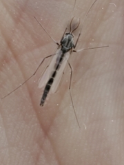 Chironomus