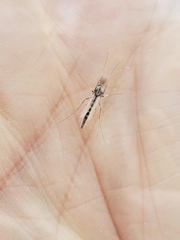Chironomus