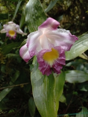 Sobralia ecuadorana