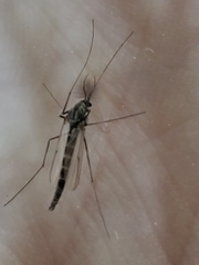Chironomus