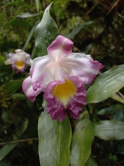 Sobralia ecuadorana