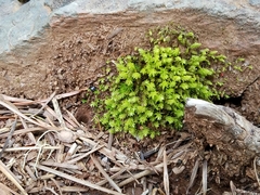 Aulacomnium androgynum