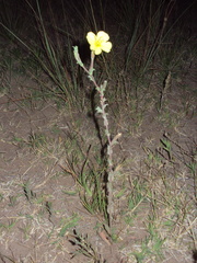 Oenothera pubescens