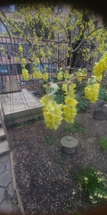 Corylopsis