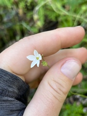 Lithophragma cymbalaria