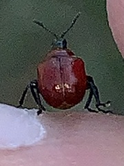 Homoeolabus analis