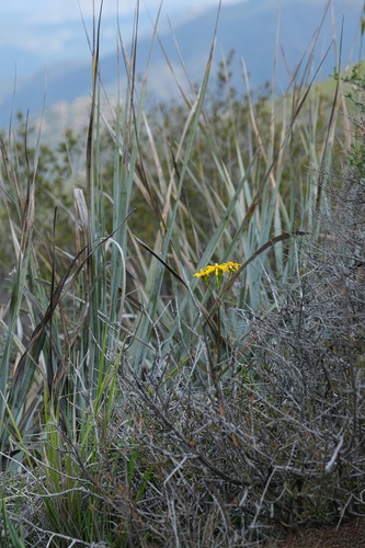 Image of Packera ganderi by (c) Madeleine Claire, some rights reserved (CC BY)