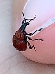 Homoeolabus analis