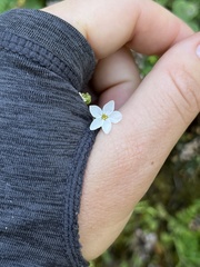 Lithophragma cymbalaria