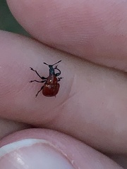 Homoeolabus analis