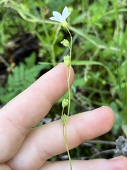 Lithophragma cymbalaria