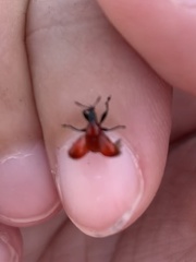 Homoeolabus analis
