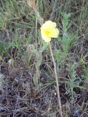 Oenothera pubescens