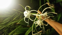 Hymenocallis speciosa