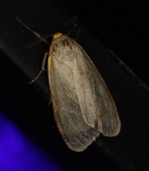 Pygarctia abdominalis