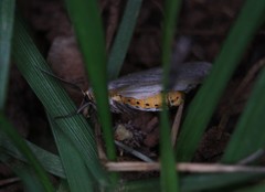 Pygarctia abdominalis