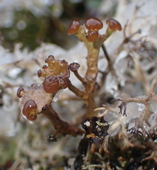 Cladonia cariosa
