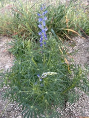 Lupinus angustifolius