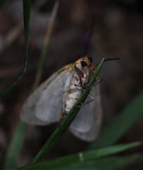 Pygarctia abdominalis
