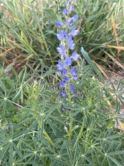 Lupinus angustifolius